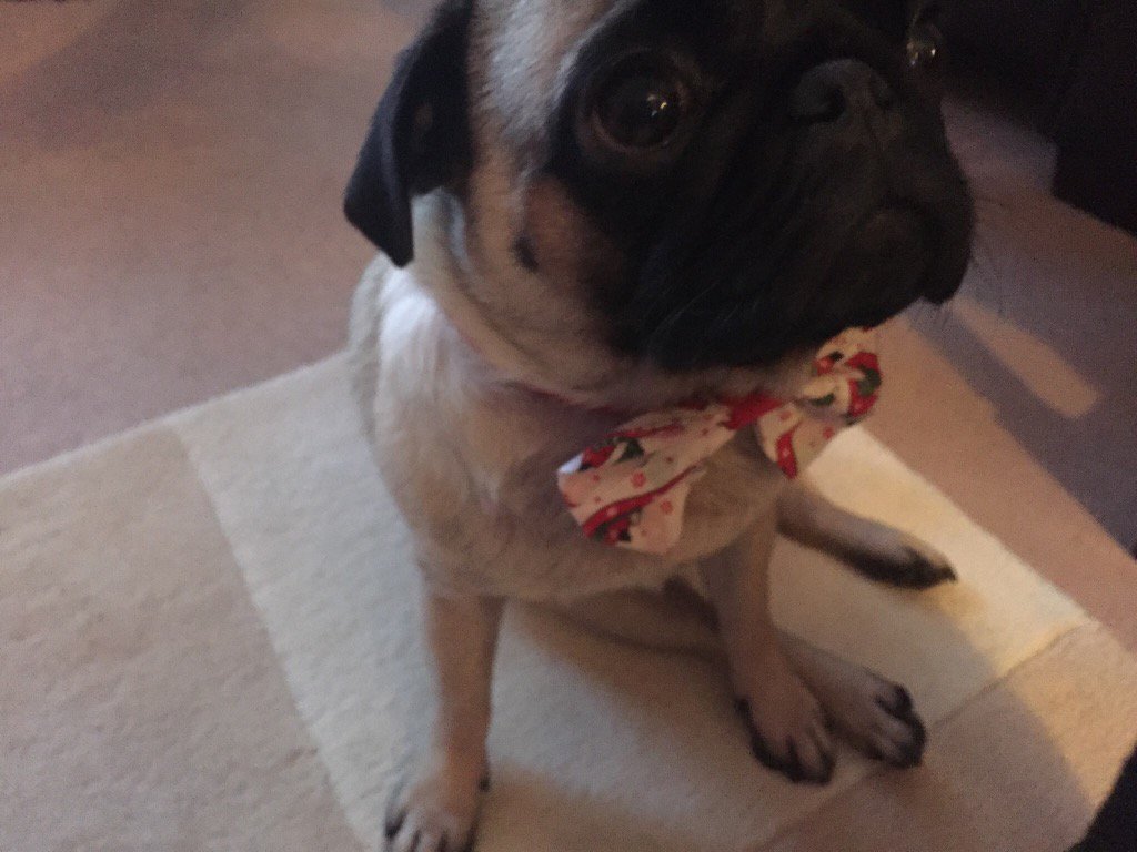 Xmas bow tie!!! #festive #pugsofinstagram