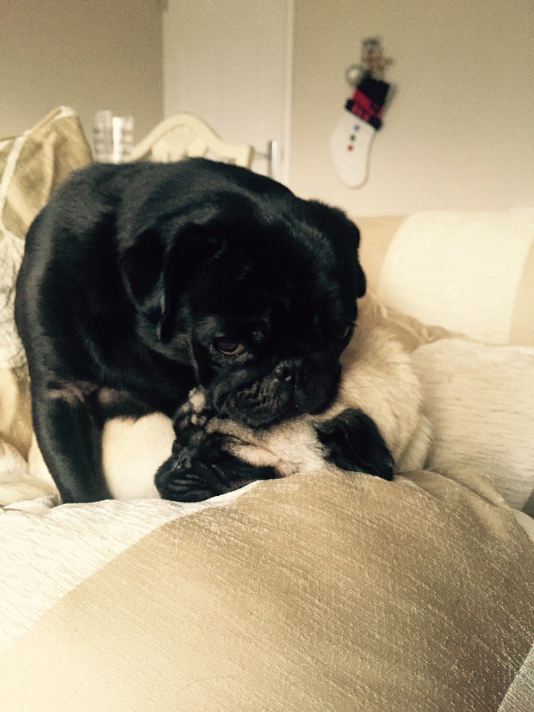 Squashed!!! #dontmindme #pugsofinstagram #pug