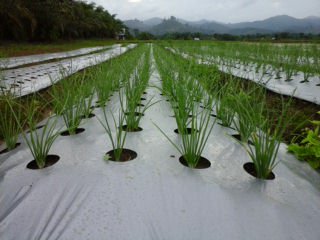 Pertumbuhan Bibit Bawang terkendali dengan baik...
jauh dari gangguan serangan hama