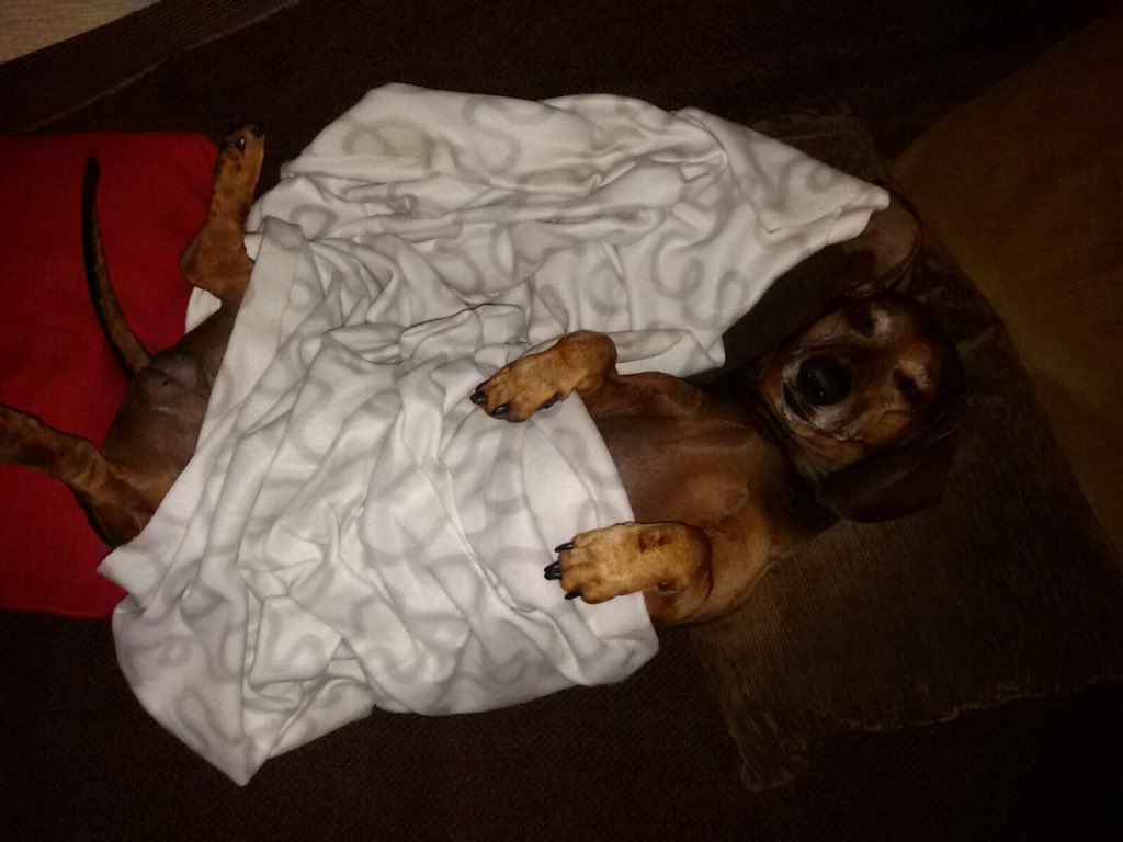 mopsron's tweet photo. Ovo je Manolo! On je ovako usao u 2016.-u #cuvanjesetanje #petsonly https://t.co/Pq7y386a8o
