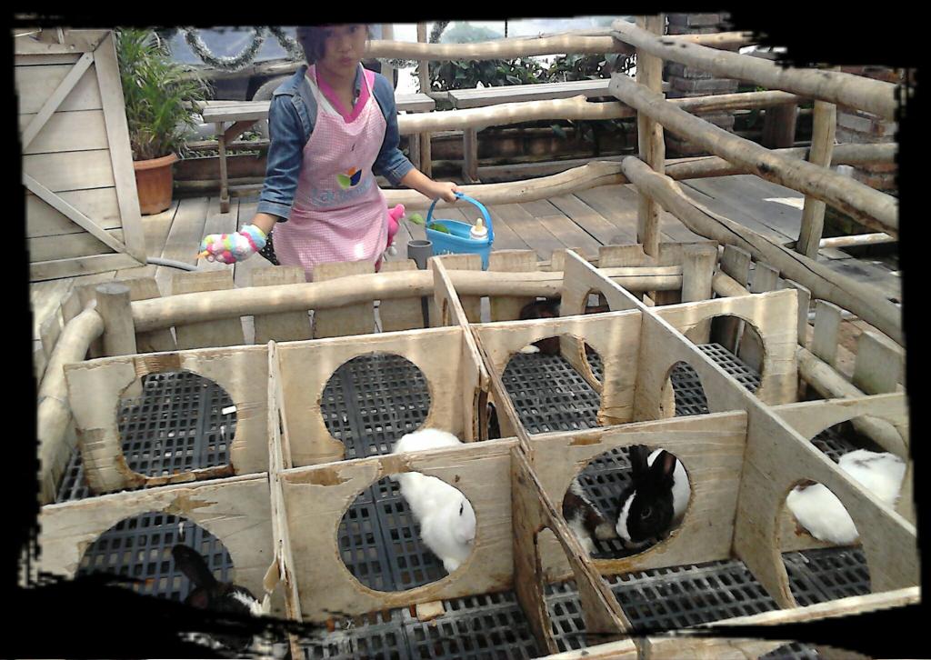 vinarani206's tweet photo. Meet the lazy bunnies https://t.co/mdeNR9ruDQ
