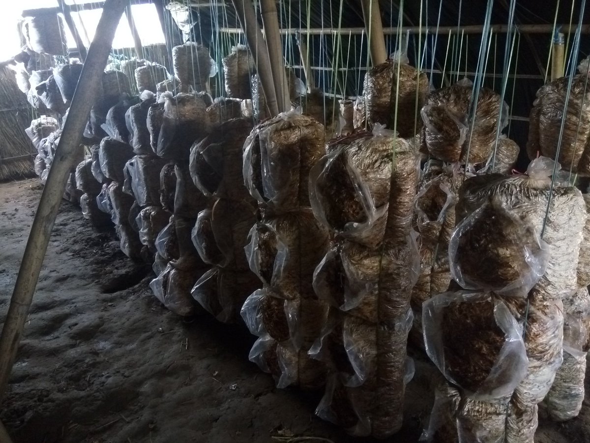 B_lohani's tweet photo. #mushroomfarming #balambu https://t.co/fJdXKoR8dh