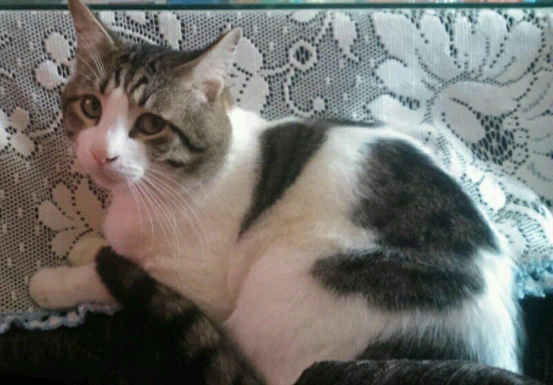 crisshameless's tweet photo. SE HA PERDIDO MI GATO,ATIENDE A NOMBRE DE NICO, ZONA SANTA MARINA(CÓRDOBA),NO LLEVA COLLAR, 659234117 RT POR FAVOR. https://t.co/sEdWFRX3Y4