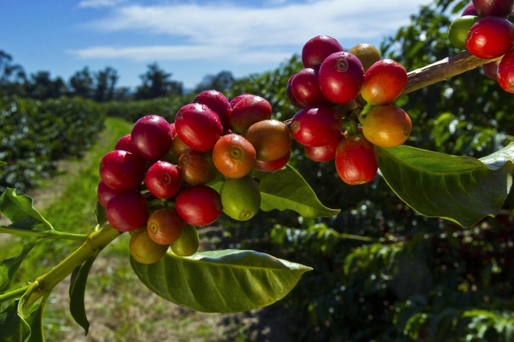 Interesting article about the costs of growing #coffee for coffee #farmers: bit.ly/PDG02012016 #SpecialtyCoffee