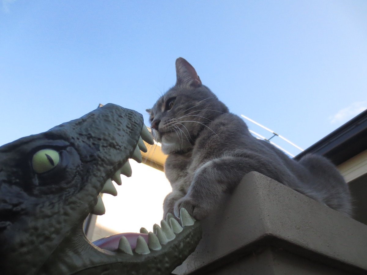 SpacegirlErin's tweet photo. Happy 2016; here's my new raptor in action. #RaptorsOfTwitter #CatsOfTwitter #happynewyear #christmaspresent https://t.co/fGQEN0bMSx