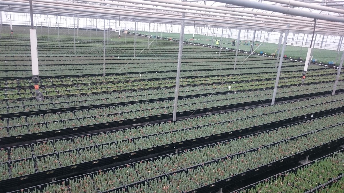 Collisonflowers's tweet image. Tulips everywhere now #HappyNewYear #britishflowers