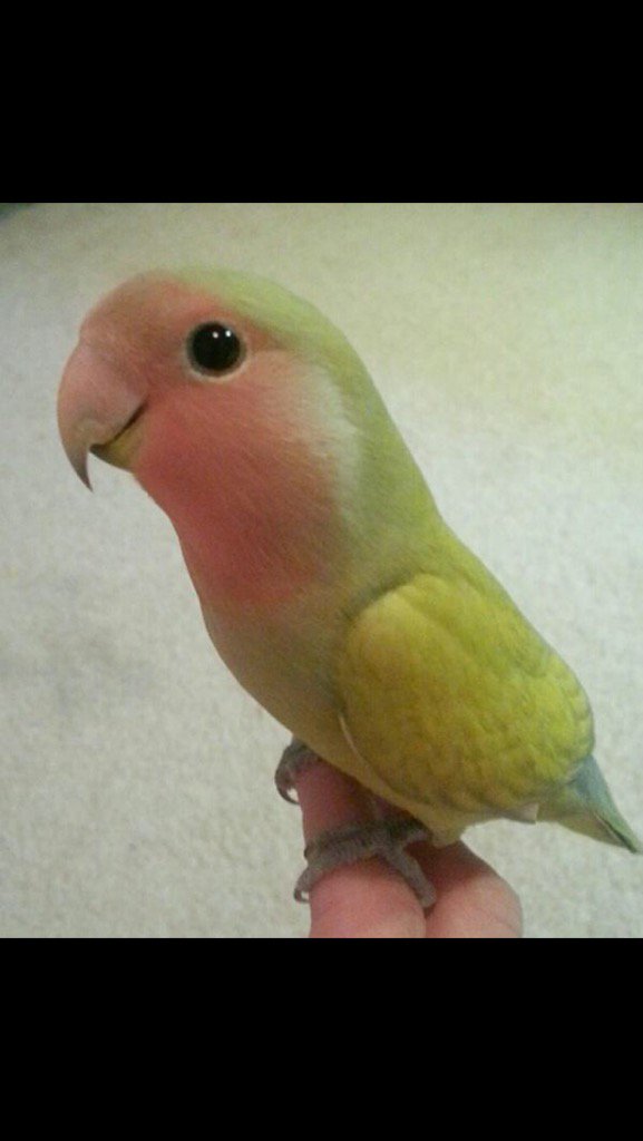 VacoTheOne's tweet image. Weshhhhh