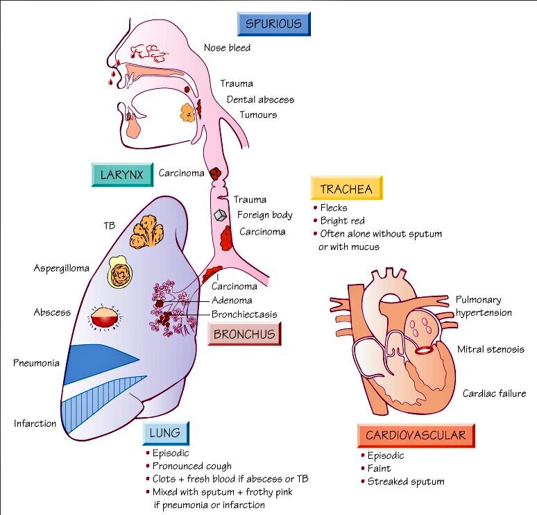 피섞인가래 지식iN