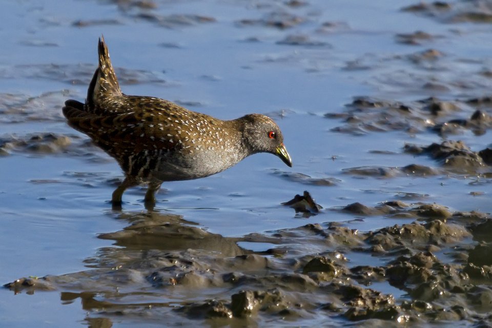 running_birdy's tweet image. Spotted Crake #Australia #crake #wetland #nature #conservation #wildlife #photography #canon7d #birding #skulker