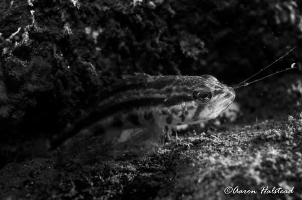 nullframe_'s tweet image. New Year’s Day Diving aaronhalstead.com/2016/01/02/new…