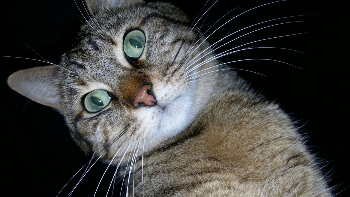 matmazelkedi's tweet photo. #selfie #cat #merhaba2016 https://t.co/FiLgW6ec6g