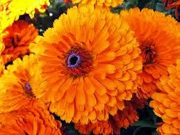 kavitamodgil's tweet photo. Marigold a Natural Skin Toner 
https://t.co/FJY7jHNZ6r /2015 /04/ marigold -a - natural - skin - toner. html https://t.co/bbqj5q5Kqp