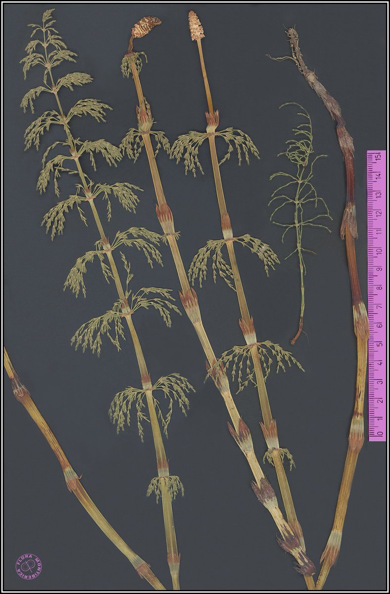 Feliç 2016! #Equisetum_sylvaticum 
Queda poc per obrir el nou #herbariVirtual de Flora <a href="/Montiberica/">Flora Montibérica</a> !