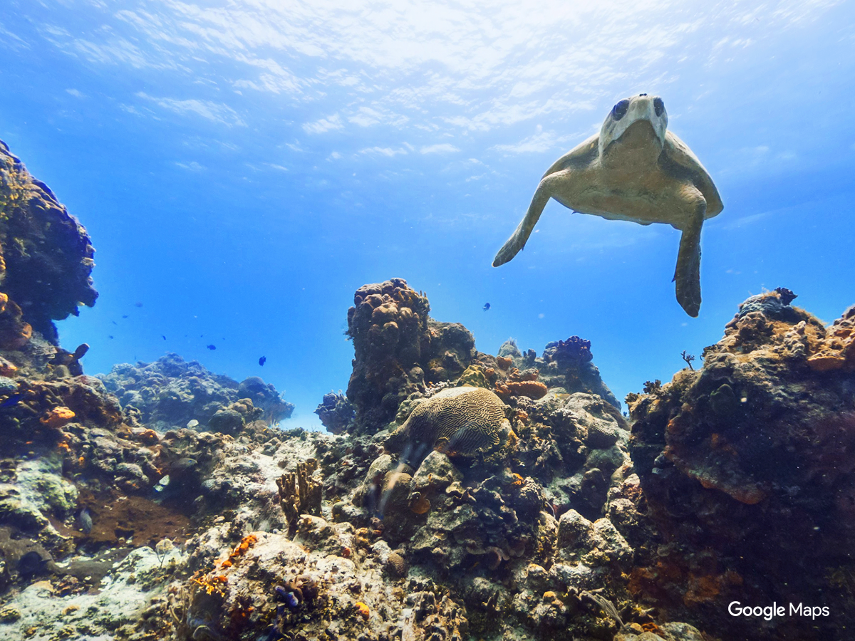 A sea turtle’s dorsal propeller helps it clear the coral reef. 🐢 #Mexico goo.gl/MYdX4c
