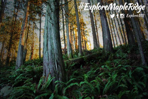 Thornhill - Hike, Bike, Ride, #exploremapleridge

#horse #equestrian #downhill #hike #mapleridge #canada