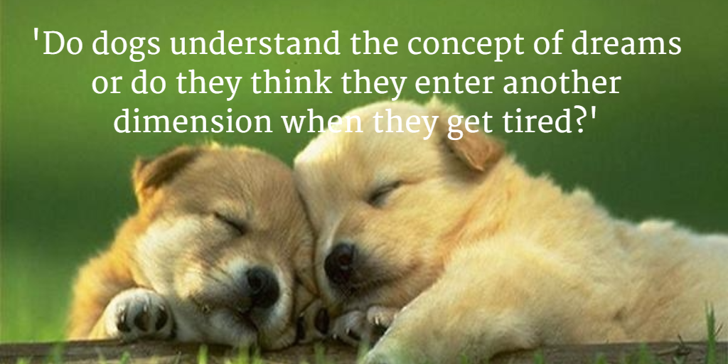 #CanineCareWithMarcTheVet
buff.ly/1POMviu
