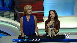 Adopt A Pet: Meet Mikey! local10.com/video/adopt-a-… https://t.co/knEHneUgTT