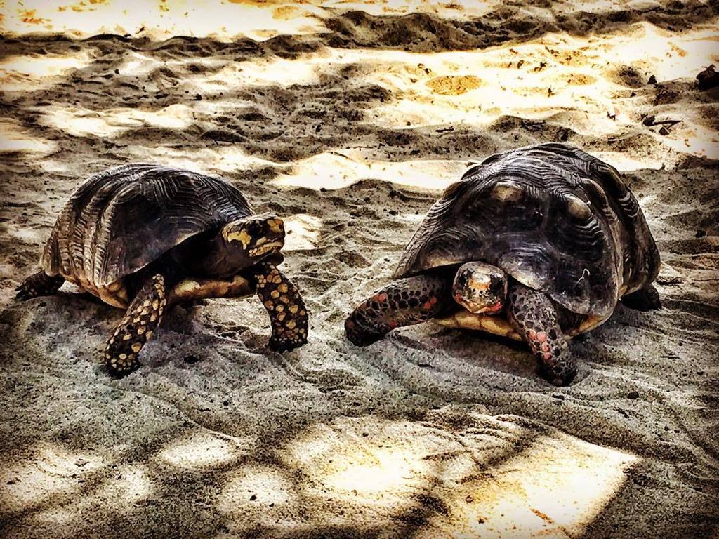 StylishBloggers's tweet image. These two are adorable #stoppingtraffic #beachPros ! 🐢🐚🐚🌊💕🏖 by @oliviapalermo