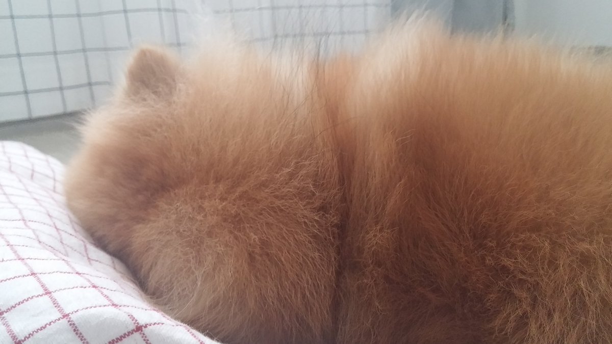 영감이 발자국 tweet media