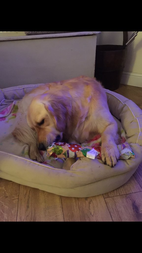 FFdogwalker's tweet image. Happy new year! Roll on 2016 🐾🍾🎉🐶