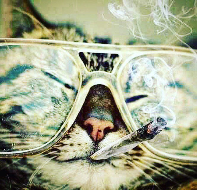 QualittyChoice's tweet photo. #Bonus #preroll w/any $30 purchase #TODAY! #qualityflower #qualitychoice  #gettinhighwithmycats #SaturdaySpecial https://t.co/4HZd4NfFe9