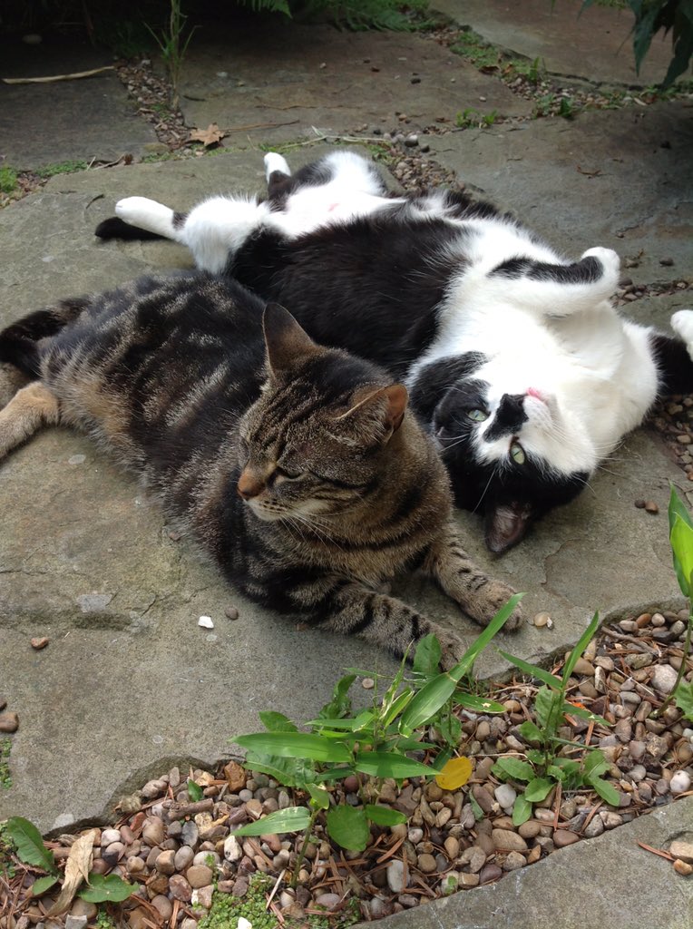 SimonM83's tweet photo. @Petloglostfound please retweet: Lost cat in Hyde, Tameside. Black &amp; white female DSH called Jess https://t.co/8fIHIh6Tei