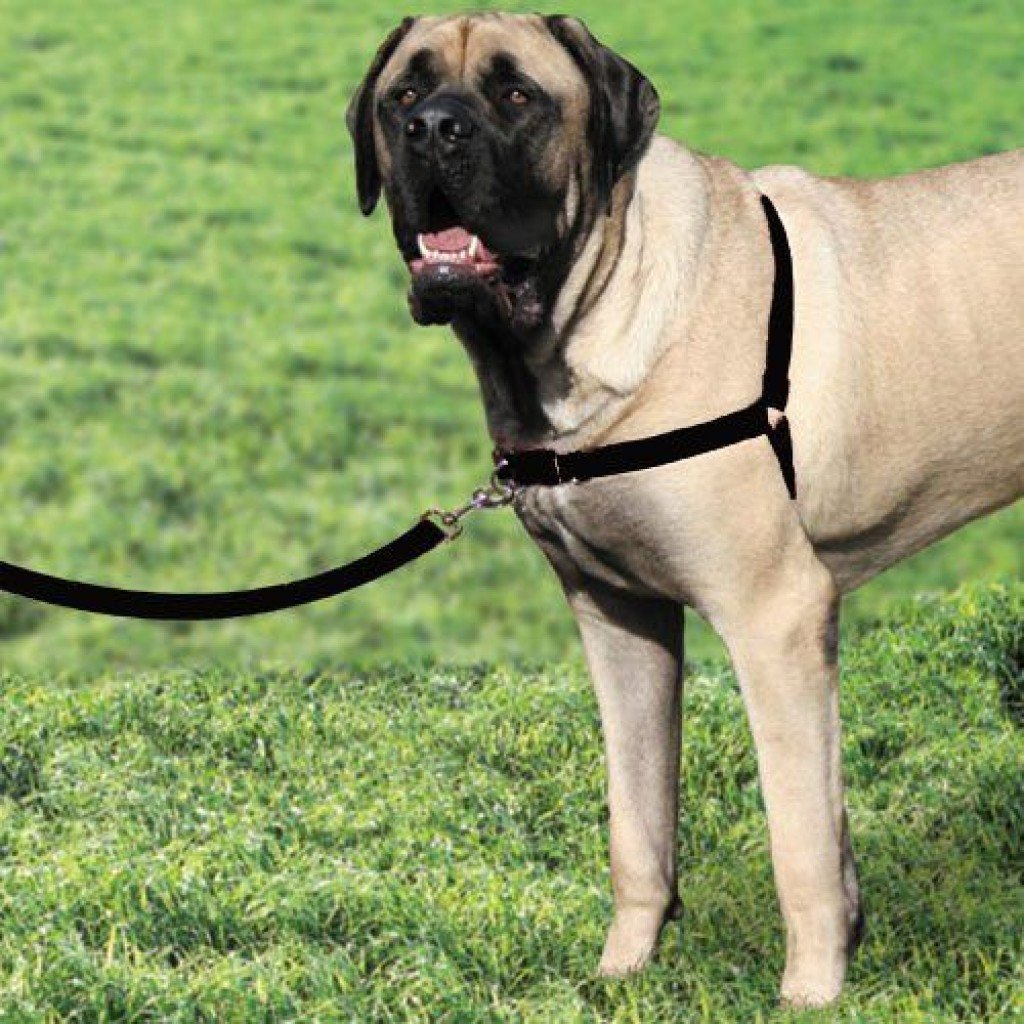 DogManuals's tweet photo. An Honest #Review of ... #DogAccessories #EasyWalkNoPullHarness Read Here: https://t.co/dMlAMiBDAI https://t.co/e0jcutuhJp