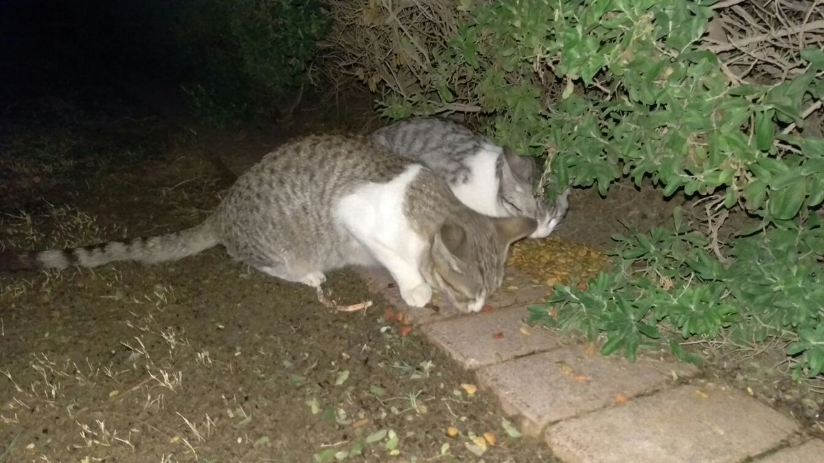 AnaVB's tweet photo. Would you like a pet? These two were spotted at Barsha pond park. #pleaseadoptme #kittens #cats #dubai https://t.co/kbFETDy2Gm