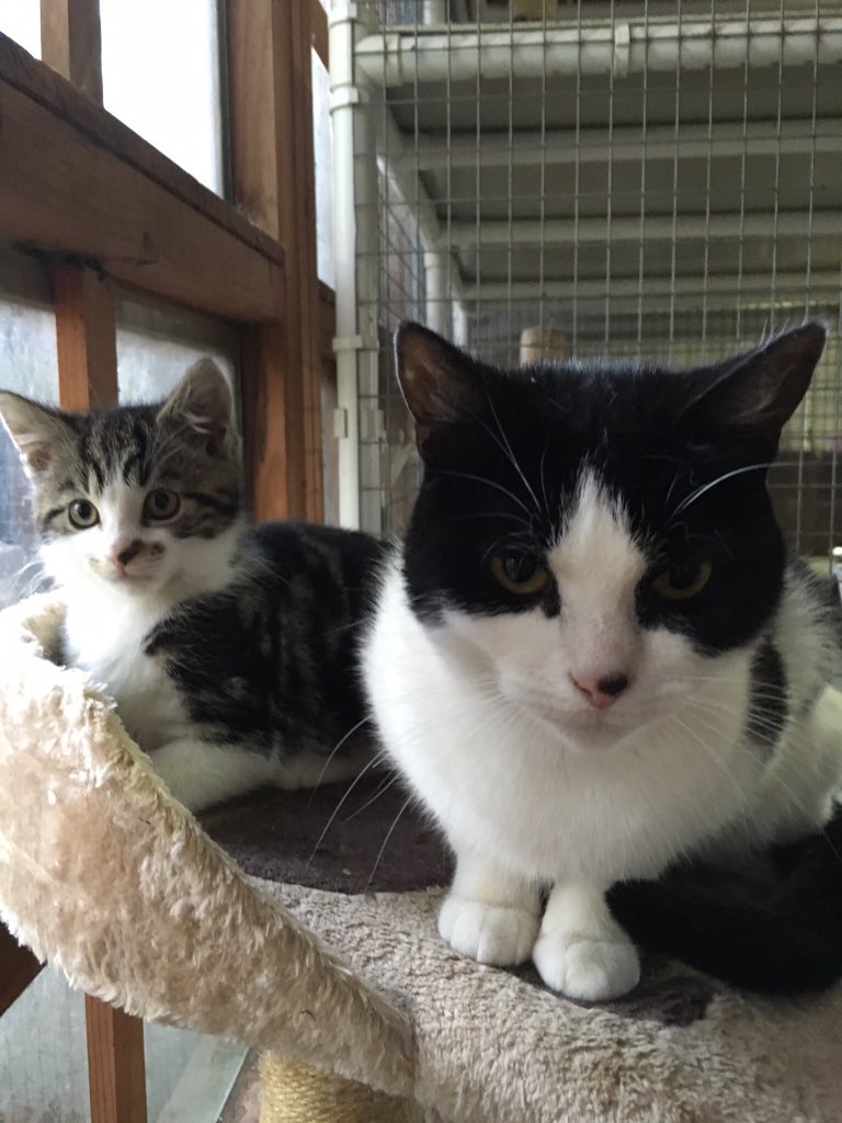 RSPCASutton's tweet image. Meet Peter &amp;amp; Princess, a mother &amp;amp; son pair looking for a new home together. To find out more DM us! #adoptdontshop