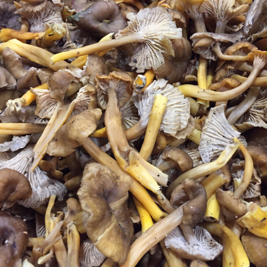 ForagedFresh's tweet photo. Winter Chanterelle. #yellowfoot #pnw #wildfood https://t.co/U0CzL664ih