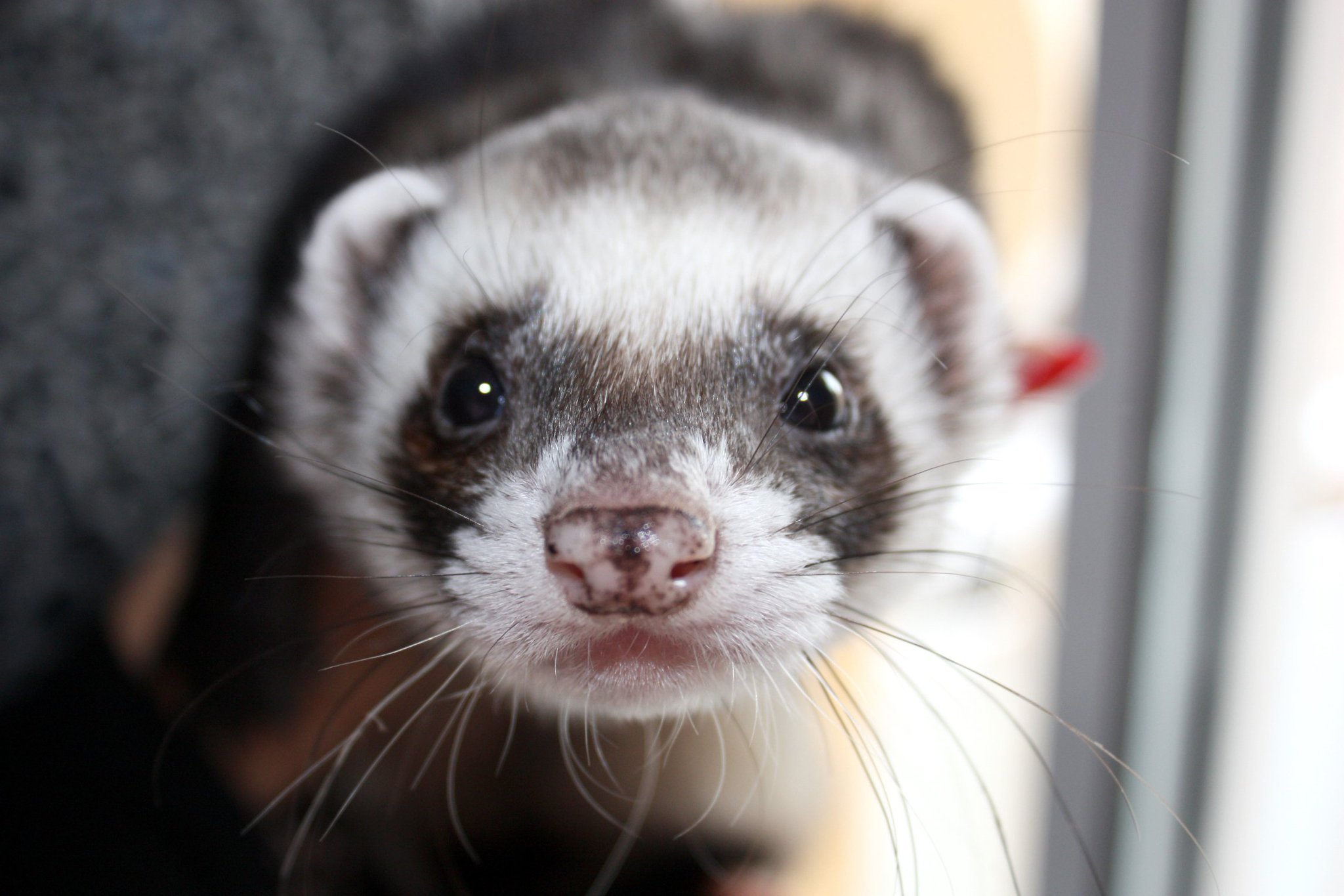 Deaf ferret hotsell