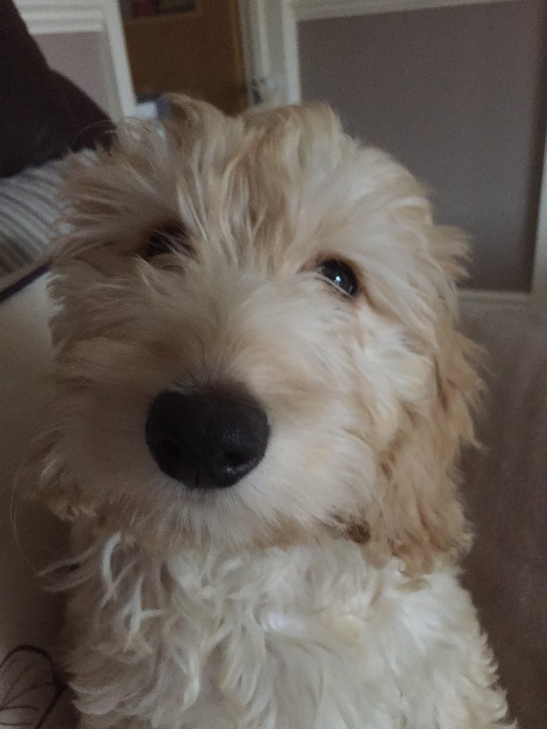 Those eyes 💜🐶#Maisie #puppyeyes