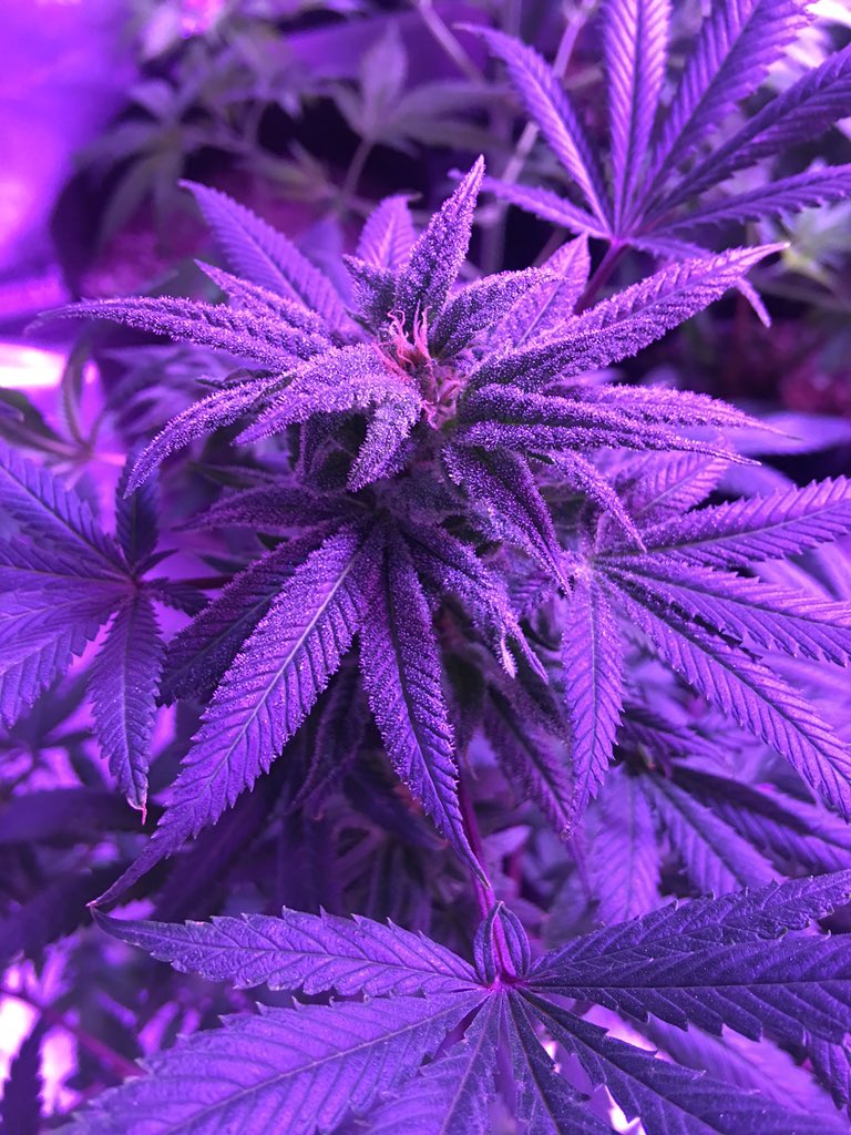 whart31's tweet photo. some of the #girls from our #gardens, be sure to #follow my #medical #cannabis #grow @shakespearebuds https://t.co/ntBoe33AHK