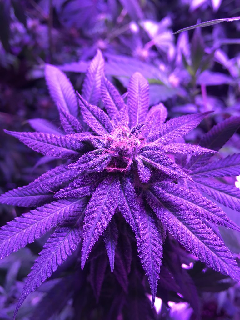 whart31's tweet photo. some of the #girls from our #gardens, be sure to #follow my #medical #cannabis #grow @shakespearebuds https://t.co/ntBoe33AHK
