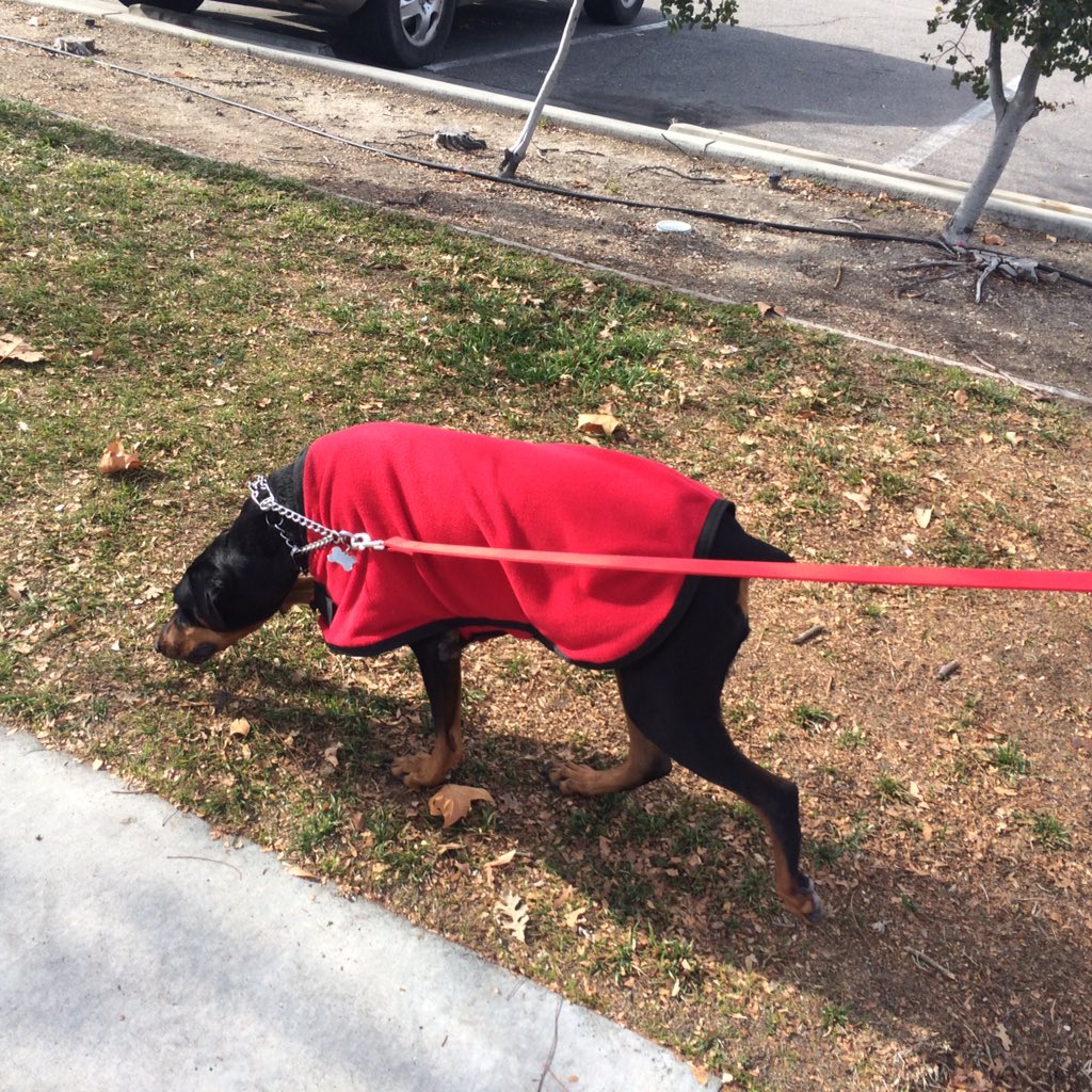 MayaTheDobie's tweet photo. Taking @mdolemite for a walk https://t.co/q7MhaXwF6o
