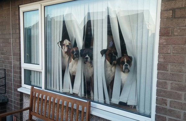 OiOiMillwall's tweet image. @doggiemadness Full house.