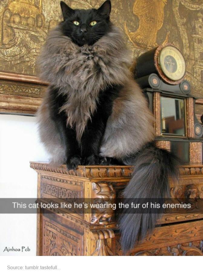 WickedWhiskersA's tweet photo. #cat #cats #CatsOfTwitter #pet #pets #petsoftwitter #animal #animals #animalsoftwitter #cute #cuteanimals #Aussiepet https://t.co/TakuVxtaiG