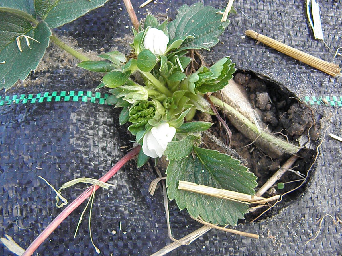 Beetsworkin's tweet photo. #strawberry blossoms on Jan 2nd @Beetsworkin...yep its been a warm start to winter!  #eatlocal #lehighvalley https://t.co/xIGjBzi5Oe