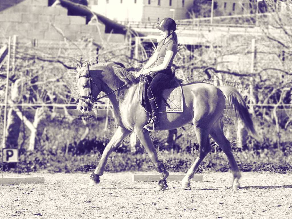 EQPpics's tweet photo. Post by melaniewaidler: GO 2016! 🔜🏆🎩 #dressage #arabianhorse #4yo #youngster #bb #pra #campeonato #redmouse https://t.co/9b0PlcKDkU