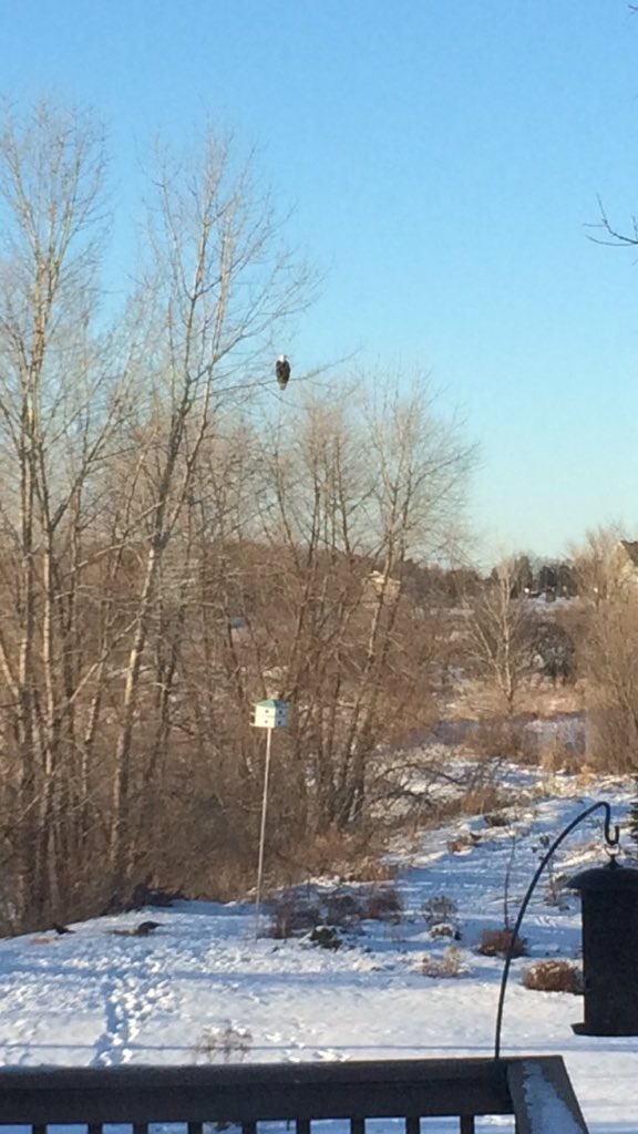 jportesan's tweet photo. Bald eagle in my back yard https://t.co/wwbDb4vXbJ