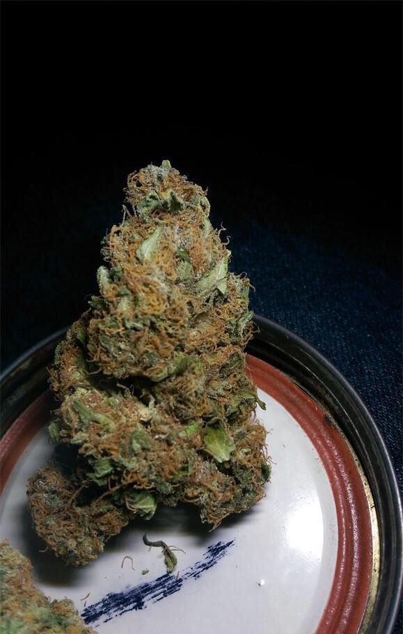 WeedReview420's tweet photo. Maui Waui(Sativa)- Extremely Happy,Uplifted,Energetic. Helps w/ Stress&amp;Depression. Has a Tropical/Sweet taste. 6/10 https://t.co/yrgEIo3rx3