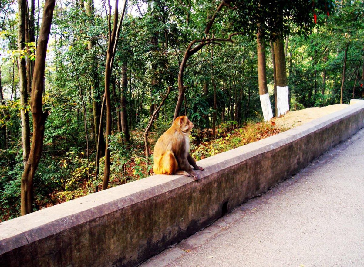 GuizhouChina's tweet photo. It's quite enjoyable for visitors to watch monkeys in #QinglingPark. They can be seen everywhere along the roads. https://t.co/qjrfhkSRgb