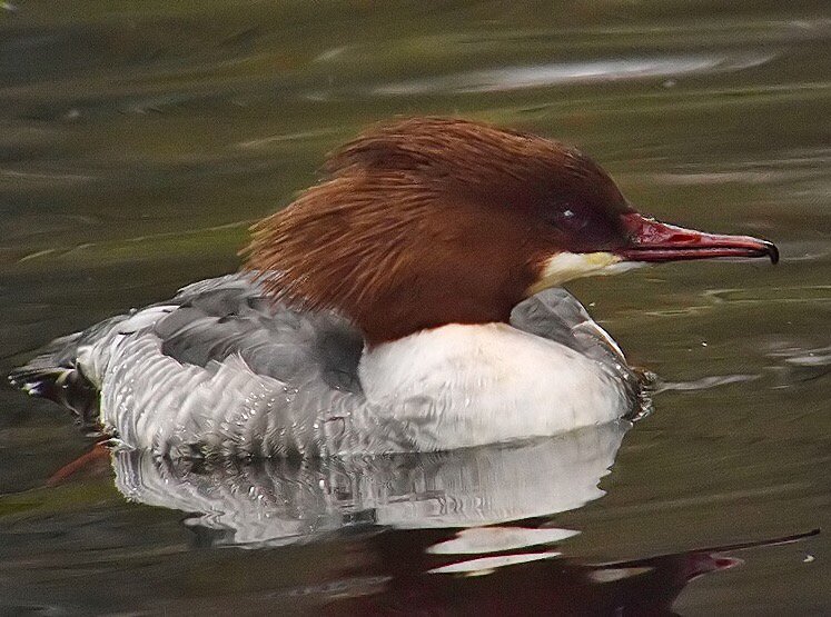 Close up female goosander
