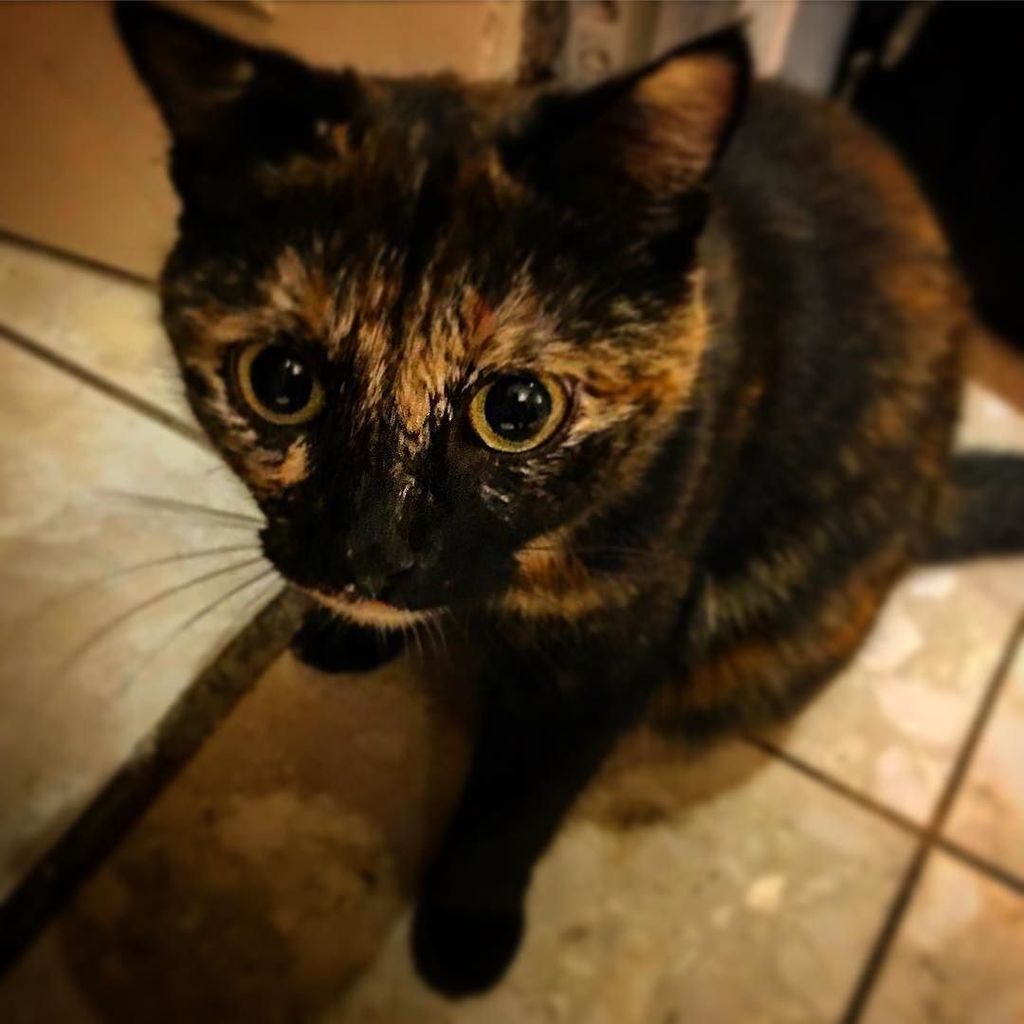 HUPERTAN's tweet photo. New @Instagram picture Même #kithy est contente. #homesweethome https://t.co/UmGevLr5Nj https://t.co/hsRiT7Deiv