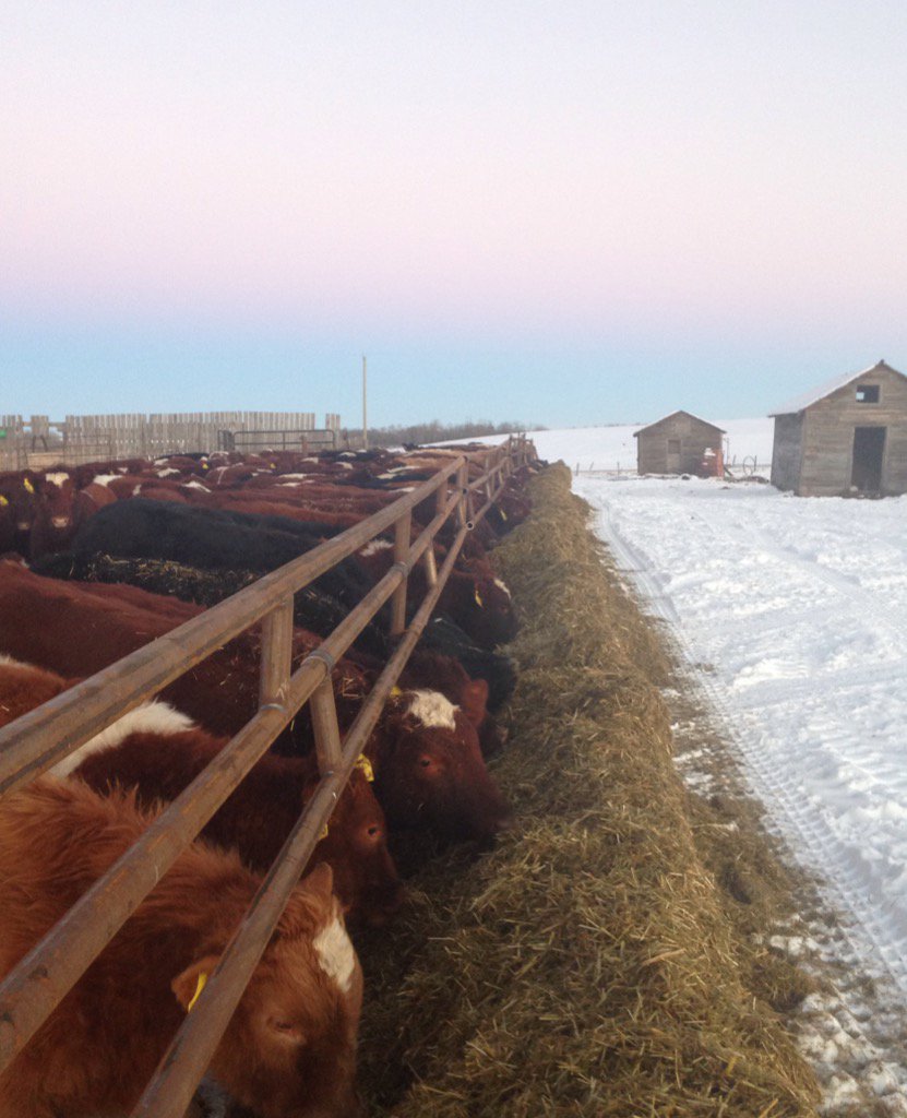 Stuart Somerville On Twitter Our First Time Feeding Calves With