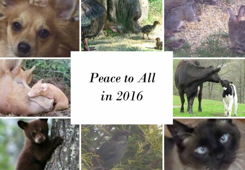 ProtectDogsCats tweet picture