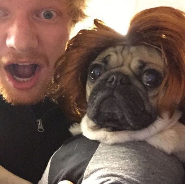 itsdougthepug's tweet photo. Bros before burritos @edsheeran https://t.co/XAJQN8i6Yp