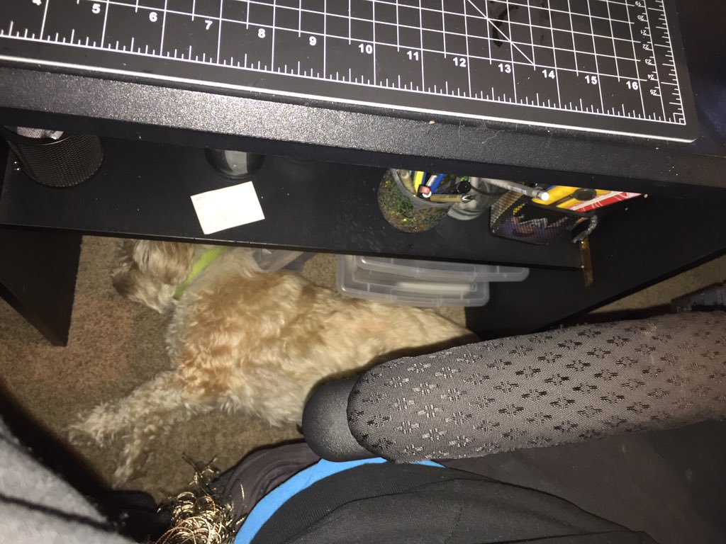 Sofera22's tweet image. My brat of a dog has wedged me at my desk! I can't get out! She is laying under my chair/desk! #ownerproblems #dog