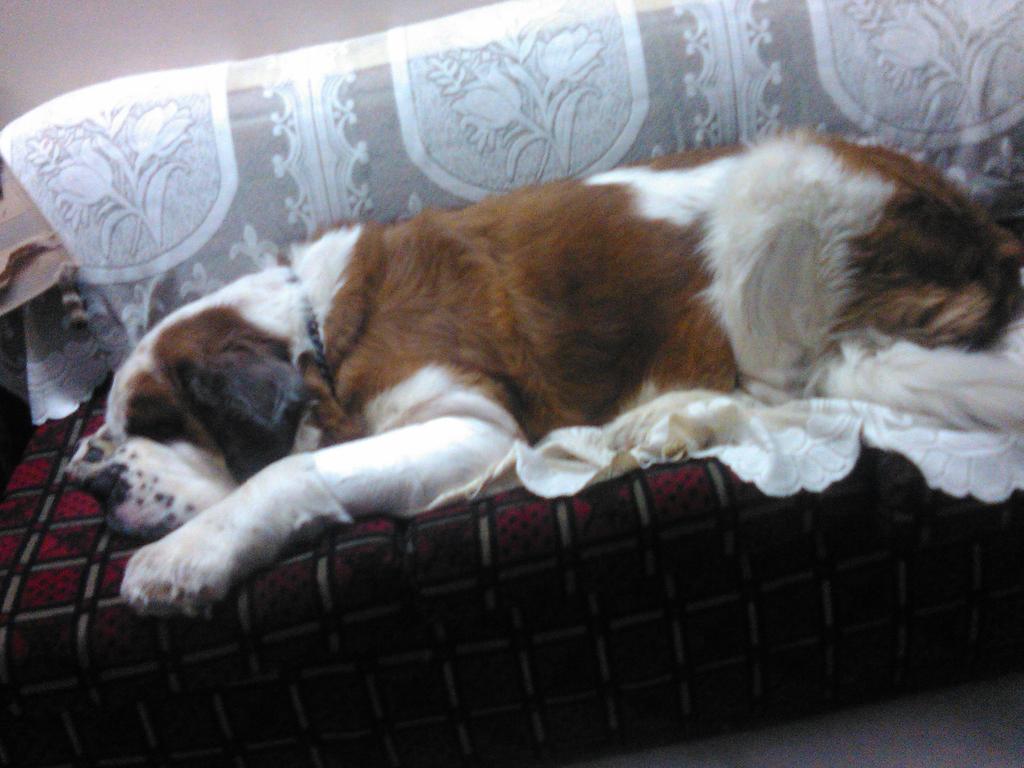 rajeevkshitij's tweet photo. @Pupscribe #DogResolution My dogs resolution be quite no noise pollution without any reason. Bark when need. https://t.co/0m8RFMbeWI