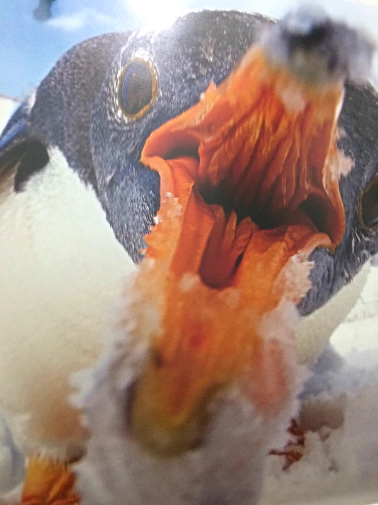 ペンギンってやつは実は可愛くないのか！？